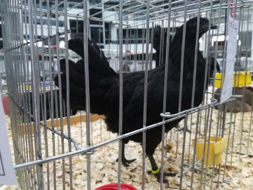  - Ayam Cemani