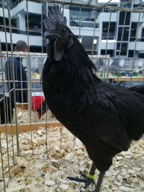  - Ayam Cemani