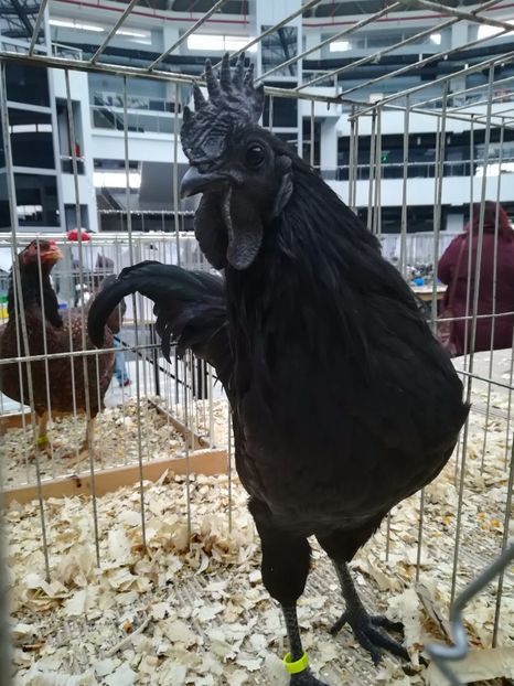  - Ayam Cemani