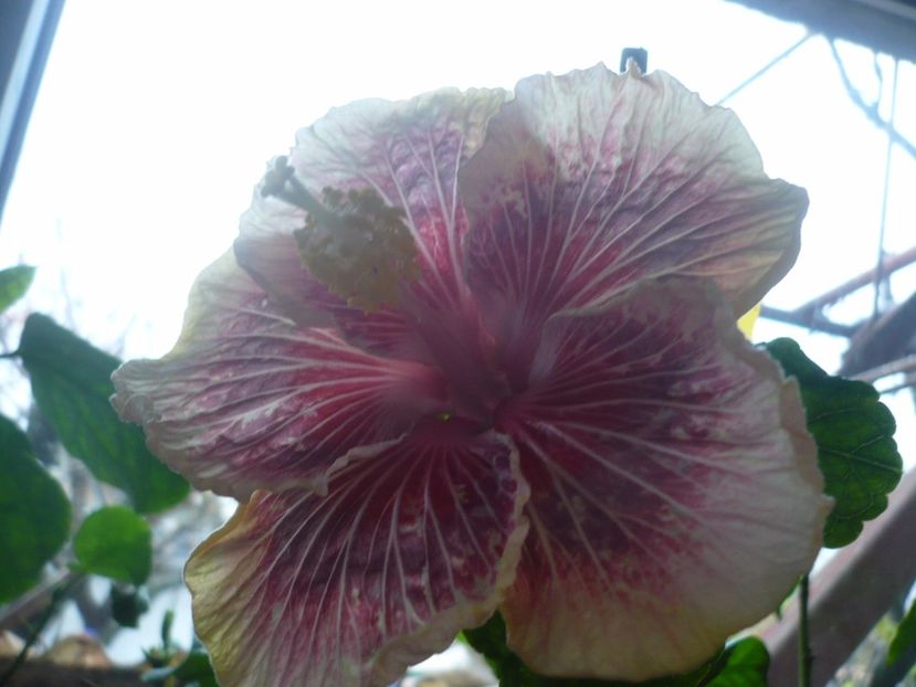 P1350520 - HIBISCUSI 2017-4