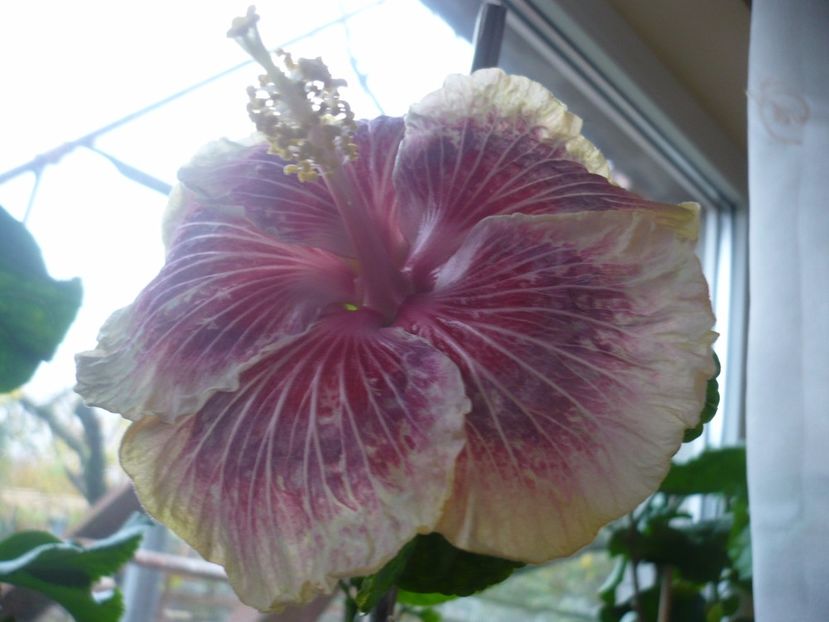 P1350521 - HIBISCUSI 2017-4