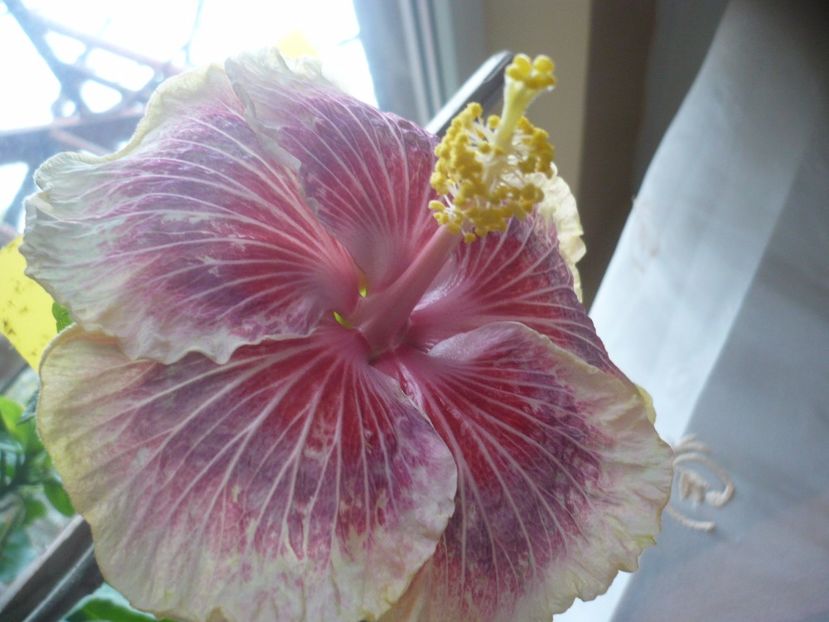 P1350522 - HIBISCUSI 2017-4