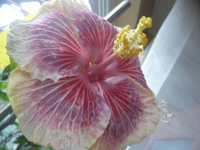 P1350523 - HIBISCUSI 2017-4