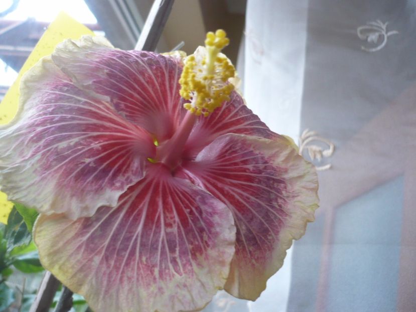 P1350525 - HIBISCUSI 2017-4