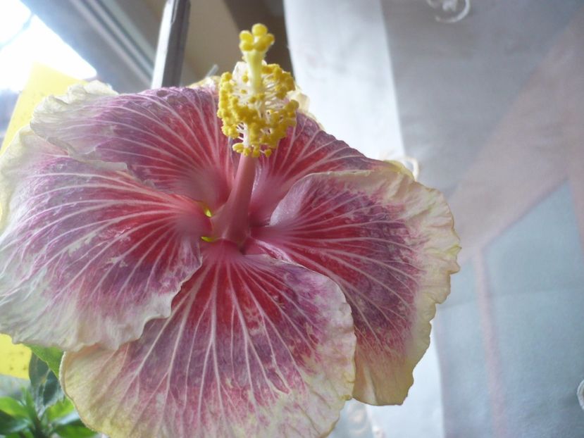 P1350526 - HIBISCUSI 2017-4