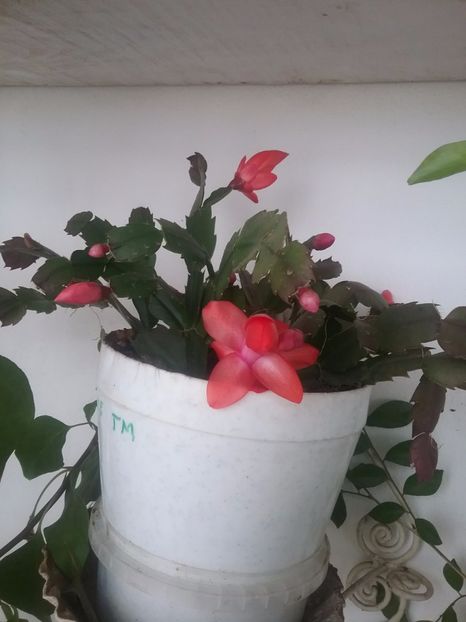  - Schlumbergera