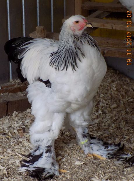  - VIITOR SPERANTE PTR 2018