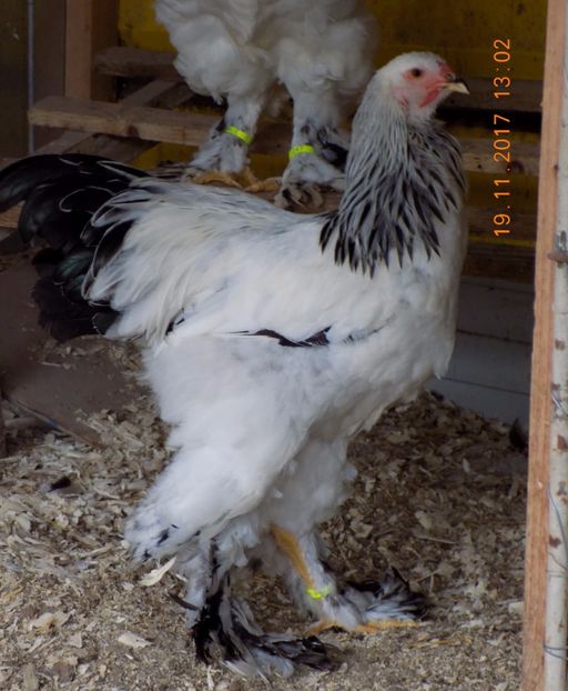  - VIITOR SPERANTE PTR 2018