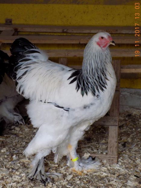  - VIITOR SPERANTE PTR 2018