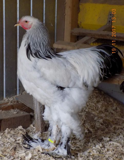  - VIITOR SPERANTE PTR 2018