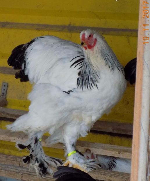  - VIITOR SPERANTE PTR 2018