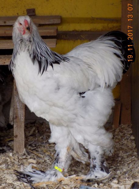  - VIITOR SPERANTE PTR 2018