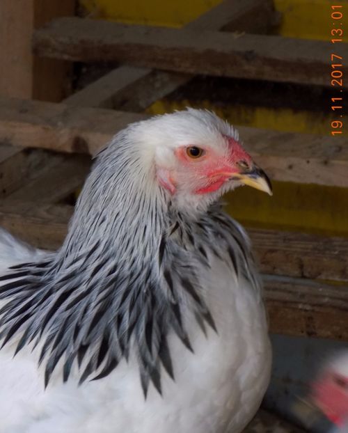  - VIITOR SPERANTE PTR 2018