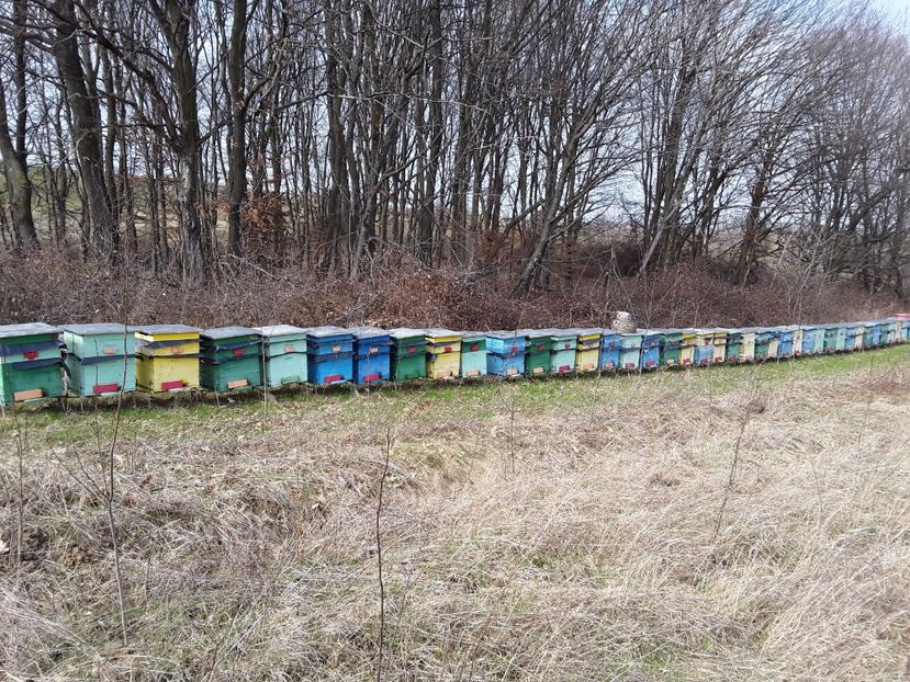  - Vagonul apicol 2017