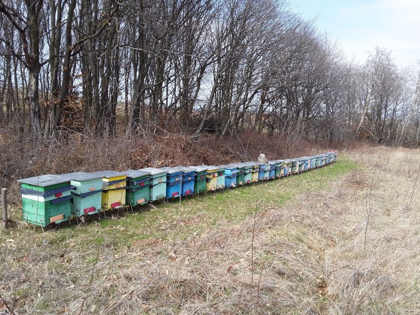  - Vagonul apicol 2017