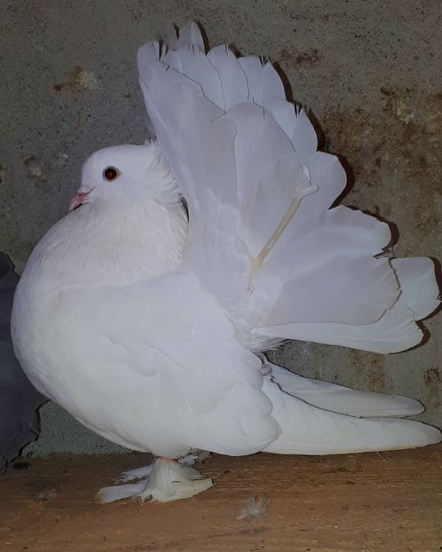  - Voltati indieni matca 2018