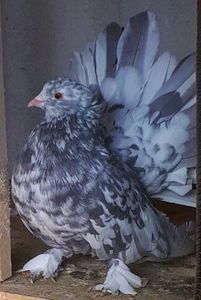  - Voltati indieni matca 2018