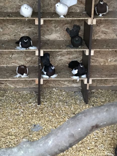  - Volga-Siberieni-Rostow si Caucazieni