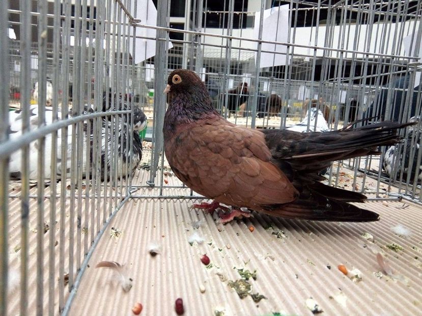 23732593_1240481292718138_570151582_o - Expo Craiova 2017