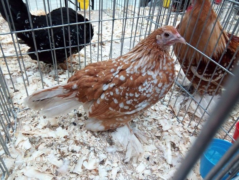 23732596_1240480026051598_1293953829_o - Expo Craiova 2017