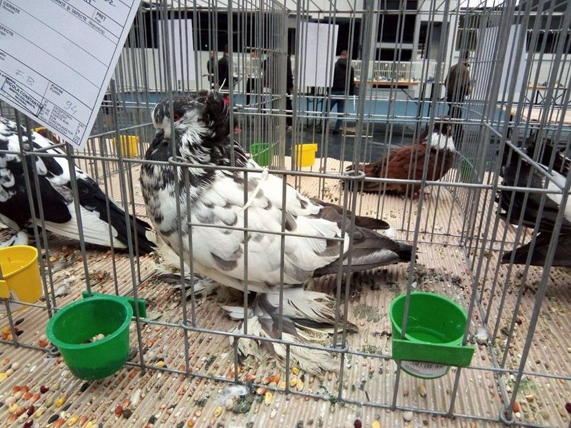 23757972_1240480586051542_256088584_o - Expo Craiova 2017