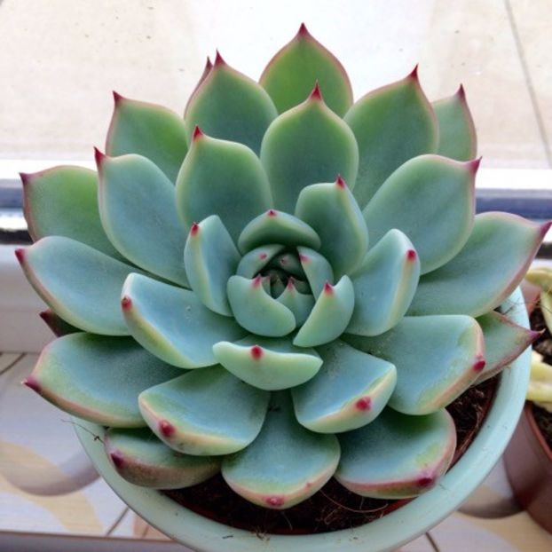 Echeveria Chihuahuensis - Suculente