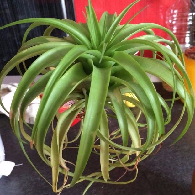 Tillandsia Xerographica hybrid - Tillandsia