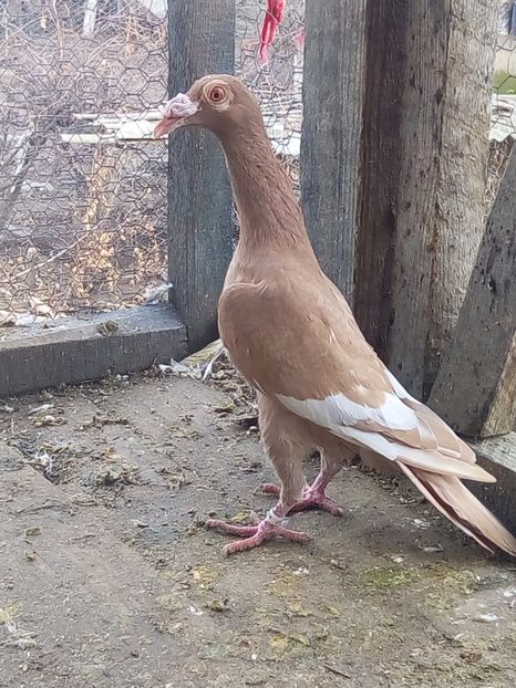  - M carier matca 2018