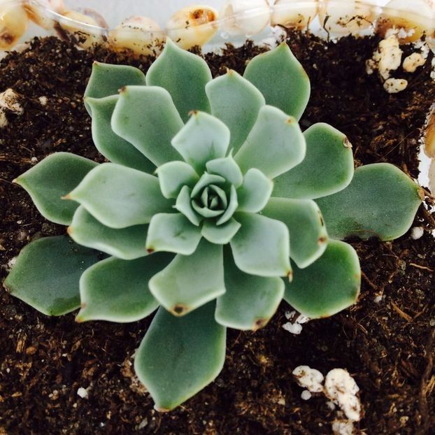 Echeveria secunda glauca - Suculente