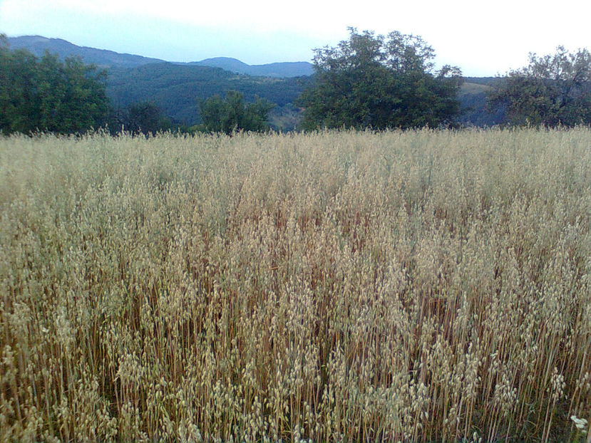  - PRIN GRADINA 2014 -216 - 2017 - 2018 Viata la tara