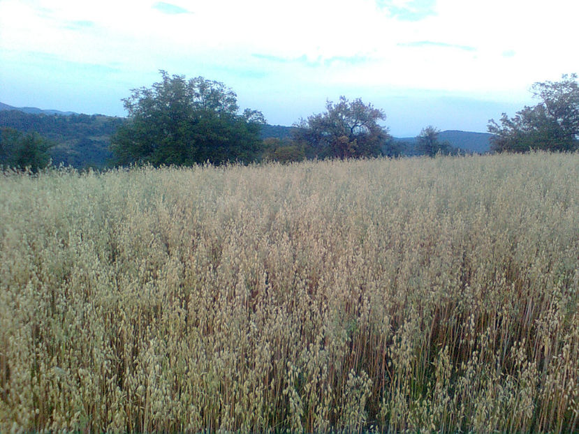  - PRIN GRADINA 2014 -216 - 2017 - 2018 Viata la tara