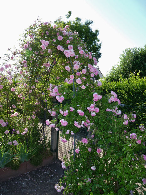 F. Jouranville & Jasmina - Tc_FJ