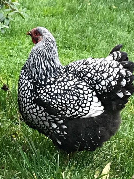 EC4FB99E-5A16-4B65-9727-AA1C8ED76BE3 - 1-2018 Wyandotte argintiu- Campion National 0-1