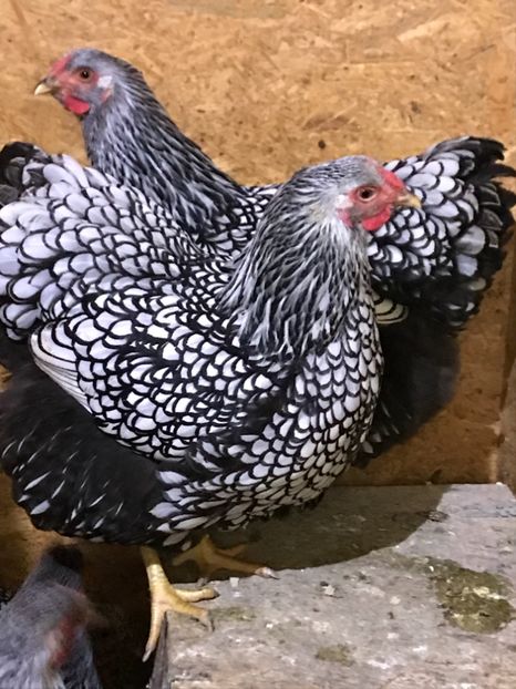 0B55BCEE-BF33-4625-AA50-D94E37D98428 - 1-2018 Wyandotte argintiu- Campion National 0-1