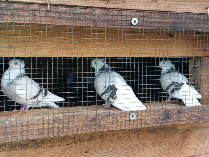  - Jucători de Amara