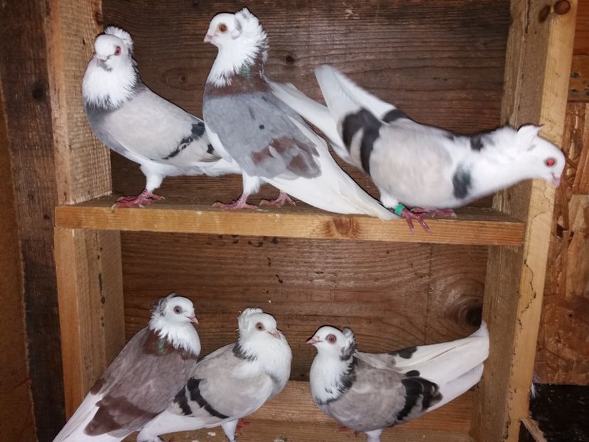  - Jucători de Amara