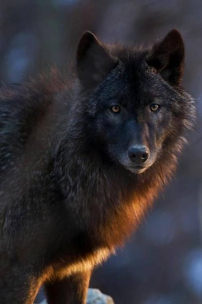 wolf16 - AUUUUUUUUUUUUU