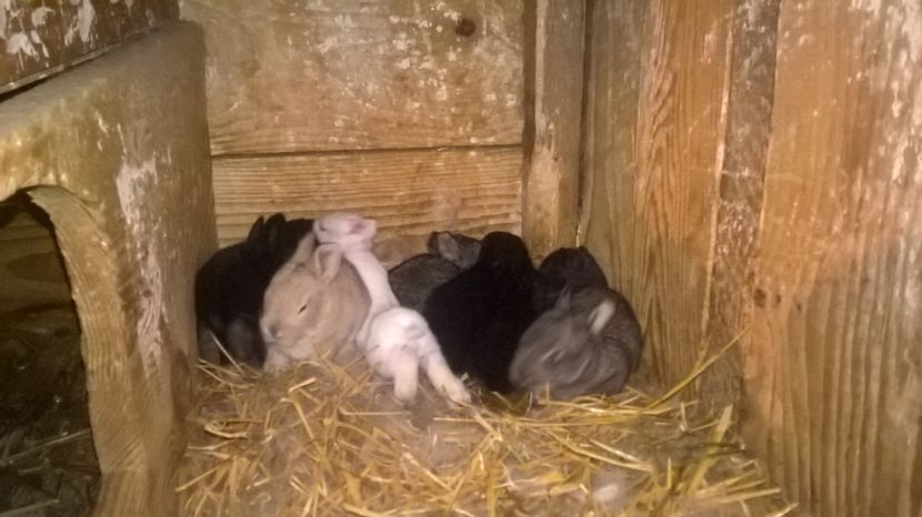  - a1-femela hycole alba