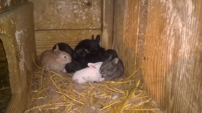 pui din 28.10.2017 - a1-femela hycole alba