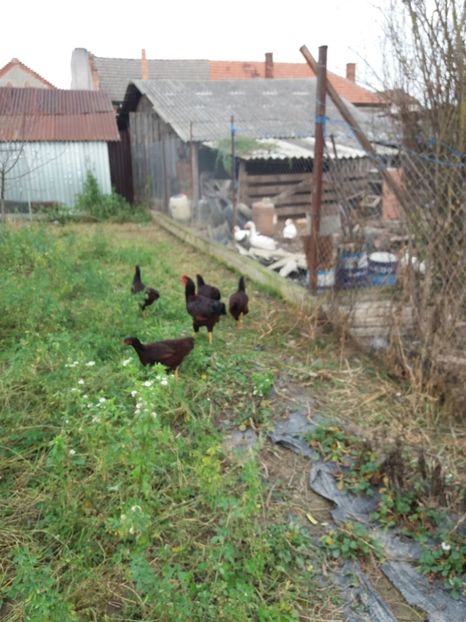  - Gaini rhode island matca 2018