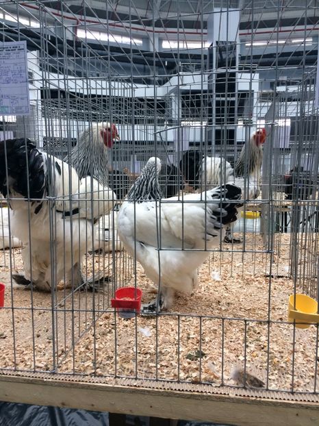  - Expozitia Craiova 2017