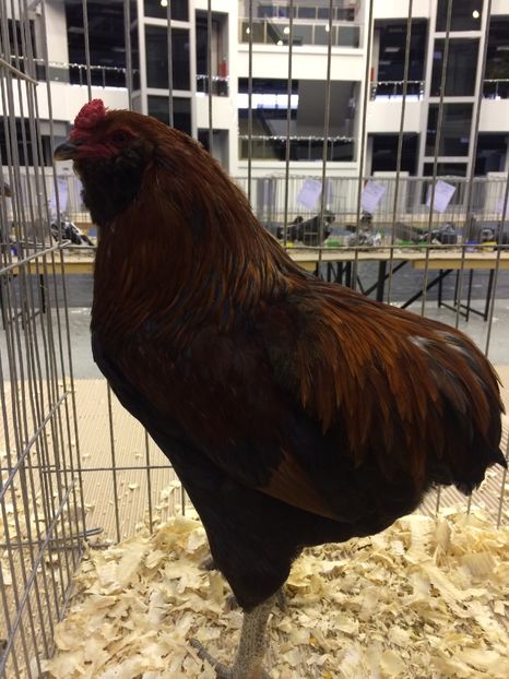  - Expozitia Craiova 2017