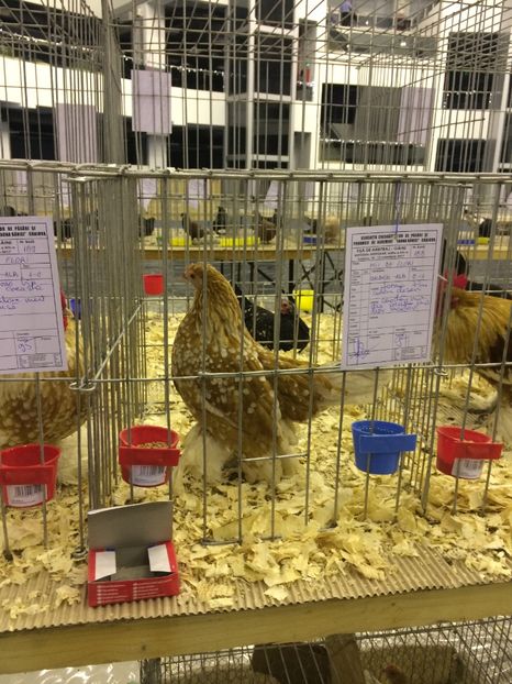  - Expozitia Craiova 2017