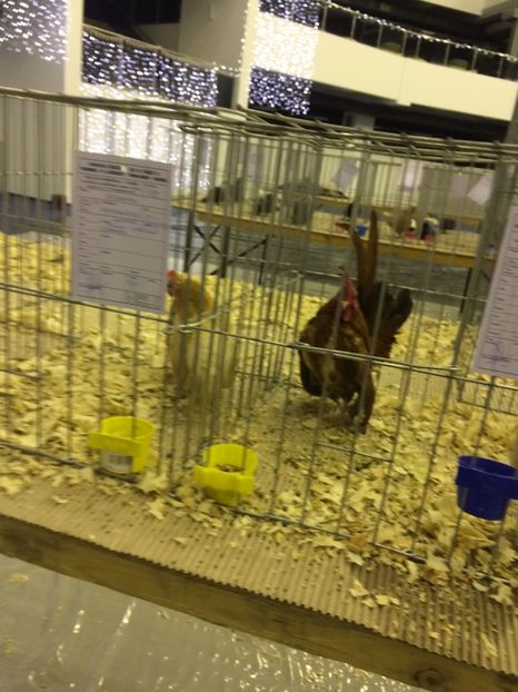  - Expozitia Craiova 2017