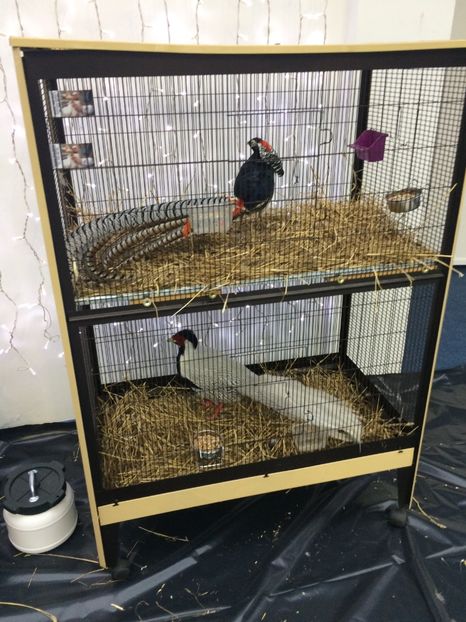  - Expozitia Craiova 2017