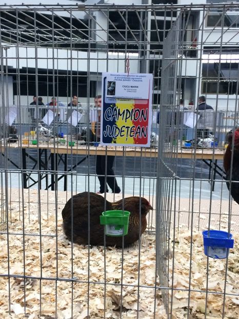  - Expozitia Craiova 2017