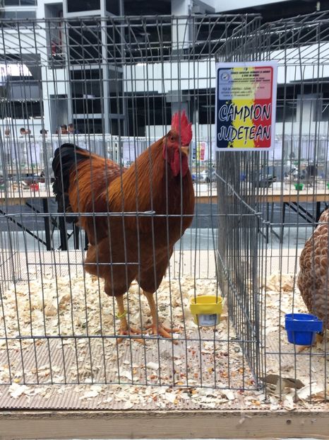  - Expozitia Craiova 2017