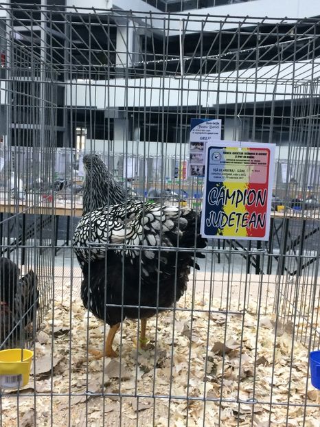  - Expozitia Craiova 2017