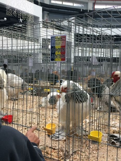  - Expozitia Craiova 2017