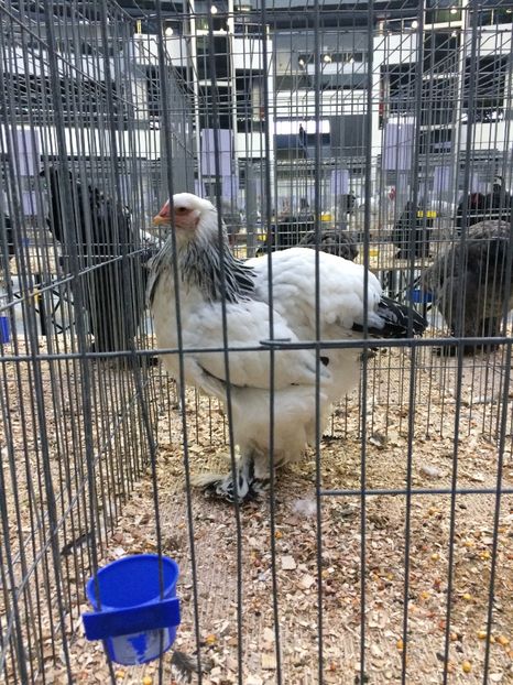  - Expozitia Craiova 2017